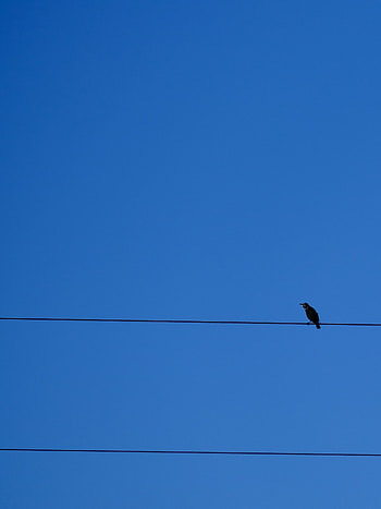 Sky, Bird, Minimalism, Wire, Wires HD phone wallpaper