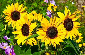 Flowers, Sunflowers, Summer, Greens, Sunny HD wallpaper