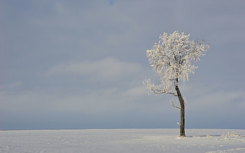 Winter, Nature, Wood, Tree, Field HD wallpaper