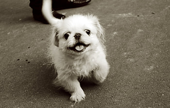 Animals, Dogs HD wallpaper