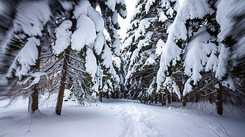 Serene Winter Bliss: A Ultra Experience, winter, snowy forest, winter landscape, pine tree HD wallpaper