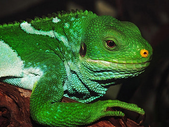 *** Green Iguana ***, zwierzeta, iguana, gady, zielona HD wallpaper