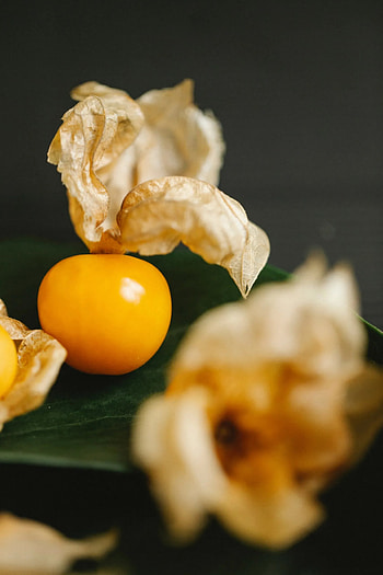 Physalis, Exotic fruit, Fresh and sweet, Nature's delicacy HD phone wallpaper
