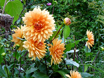 Flowers, Greens, Flower Bed, Flowerbed, Dahlias, Garden HD wallpaper