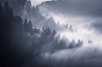 Snow Fog Trees , trees, fog, snow, nature HD wallpaper