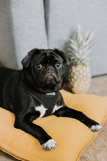 Funny, Animals, Dog, Muzzle, Pet, Pug HD phone wallpaper