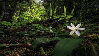 Queen's cup in the forested understory of the Cascade mountains, Washington, trees, forest, usa, wildflower HD wallpaper