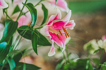 Flowers, Petals, Close-Up, Lily, Stamens, Pollen HD wallpaper