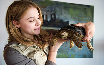 Chloe Moretz In Laggies, chloe-moretz, celebrities, girls HD wallpaper