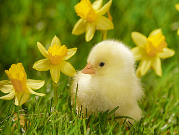 Animals, Birds, Chicks HD wallpaper
