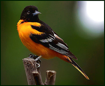 Baltimore Oriole, sunshine, white, black, bird, yellow, twig HD wallpaper