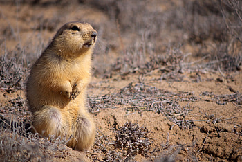 Animals, Sit, Fear, Clay, Gopher HD wallpaper