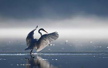 Great Egret, wings, egret, reflection, water HD wallpaper