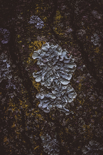 Macro, Surface, Mushroom, Moss, Bark HD phone wallpaper