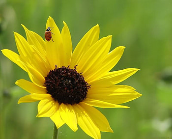 Ladybug On Sunflower, ladybug, sunflower, petals, yellow HD wallpaper