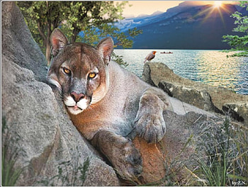 puma resting, sea, leopard, sun, resting HD wallpaper