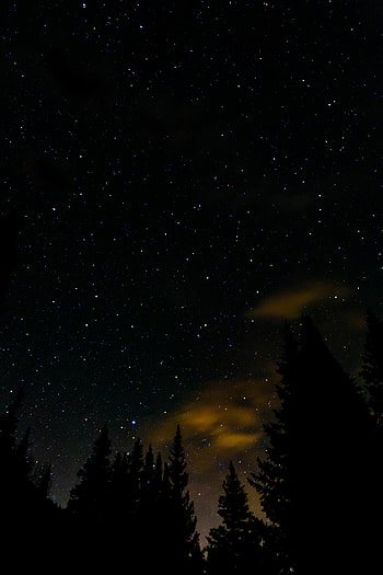 Stars, Night, Dark, Starry Sky, Fir, Spruce HD phone wallpaper