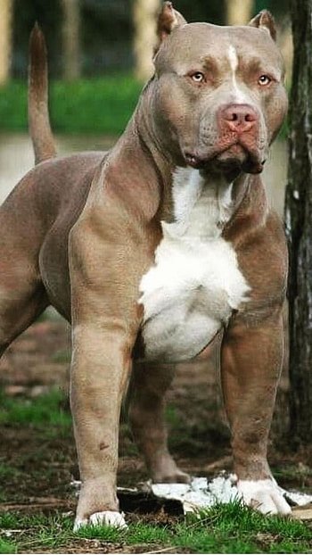 Pitbull Dog, Pitbull Dog Pitbull HD phone wallpaper