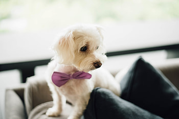 Animals, Dog, Puppy, Bow Tie, Butterfly Tie HD wallpaper