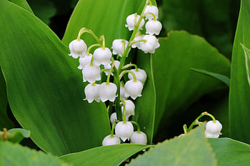 Flowers, Leaves, Lily Of The Valley HD wallpaper