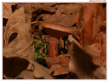 Camoflage, hidden, leaves, mushroom HD wallpaper