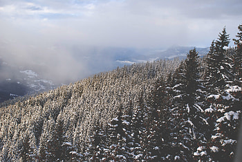 Nature, Trees, Snow, Vertex, Top HD wallpaper