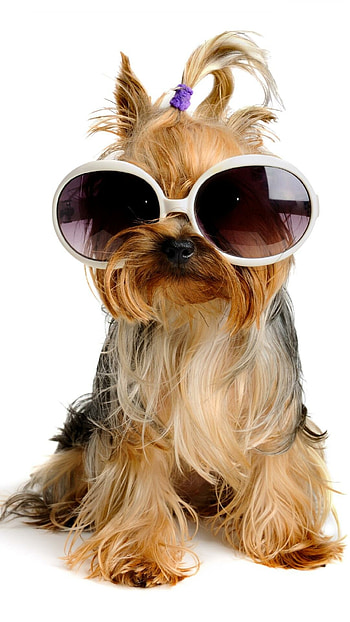 Sunglasses, Yorkshire Terrier HD phone wallpaper