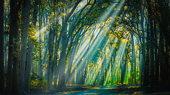 Backlight sunrays at Jim Corbett National Park, Uttarakhand, India, sunbeam, nature, forest HD wallpaper