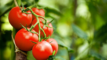 Tomato plant defense, Electrical warnings, Insect attacks, Science research HD wallpaper