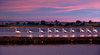 Flamingo March, flamingos, birds HD wallpaper