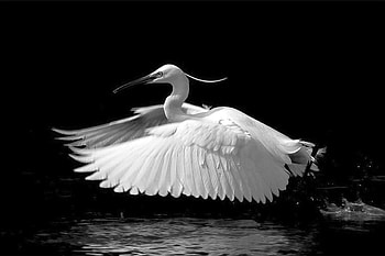Flying Bird, flying, beautiful, bird HD wallpaper
