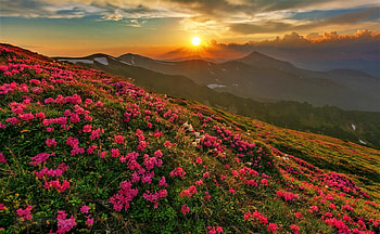 Hills sunset, sky, flowers, hill, sunset HD wallpaper