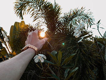 Leaves, Sun, Hand, Miscellanea, Miscellaneous, Branches HD wallpaper