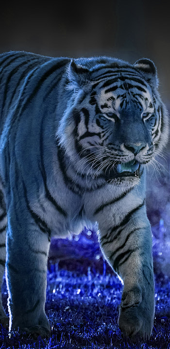 Animal, tiger HD phone wallpaper