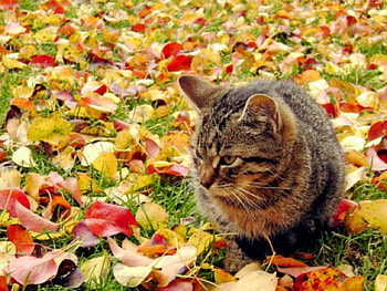 My cat, pisica, cu ea, mea, seamna HD wallpaper