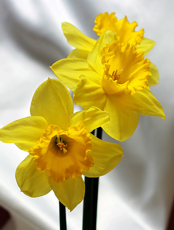 Bouquet of daffodils, , Narcissus, Torange biz HD phone wallpaper