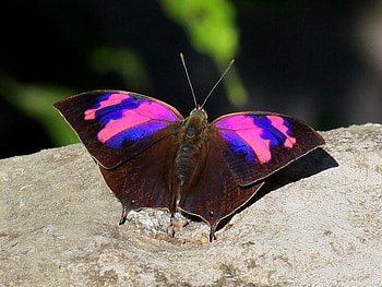 Stripes, blue, pink, black, butterfly, ground HD wallpaper