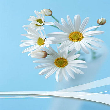 daisy, summer, white, flower HD wallpaper