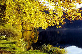 Golgen fall tree, river, lakeshore, reflections, serenity, nice, quiet, shore, autumn, calm, golden, tranquility, fall, beautiful, grass, lake, falling, leaves, mirrored, pretty, yellow, nature, waters, riverbank, lovely, foliage HD wallpaper
