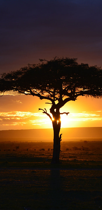 Vibrant wildlife, Maasai tribe, Nairobi cityscape, Breathtaking landscapes HD phone wallpaper