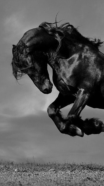 Black Colour, Black Colour Horse, Black Horse HD phone wallpaper