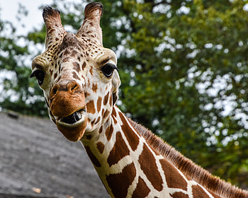 Animals, Muzzle, Spotted, Spotty, Giraffe HD wallpaper