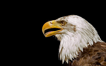 Animals, Birds, Eagles HD wallpaper