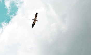 Animals, Sky, Bird, Flight, Wings, Pelican HD wallpaper