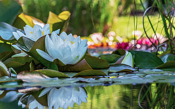 Water Lily, water, flower, lily HD wallpaper
