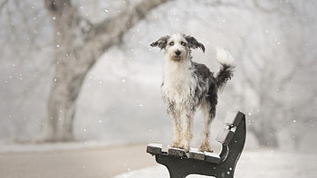 Cute Dog, dog, cute, animals, snow HD wallpaper