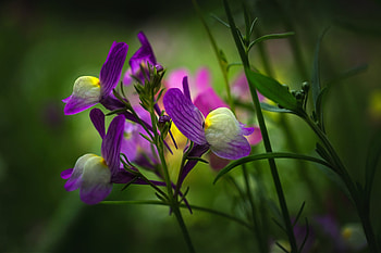 Beautiful Flowers, Flowers, Meadow, Plant, Lyonka HD wallpaper