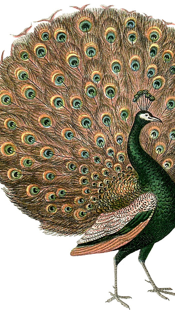 Peacock, Adorable Bird HD phone wallpaper