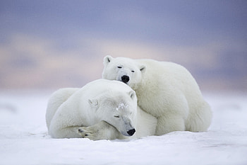 Polar bear, cold snow, relaxed, pair HD wallpaper