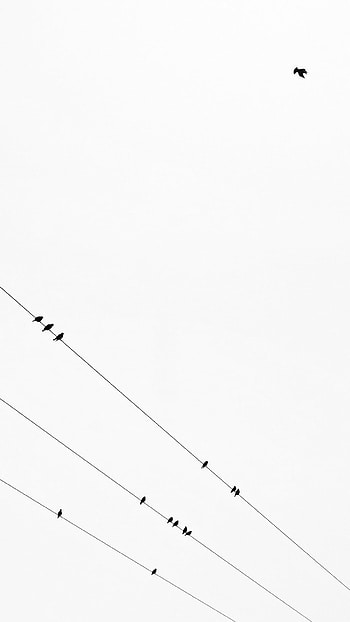 Black & White, minimalist, Animal, bird HD phone wallpaper